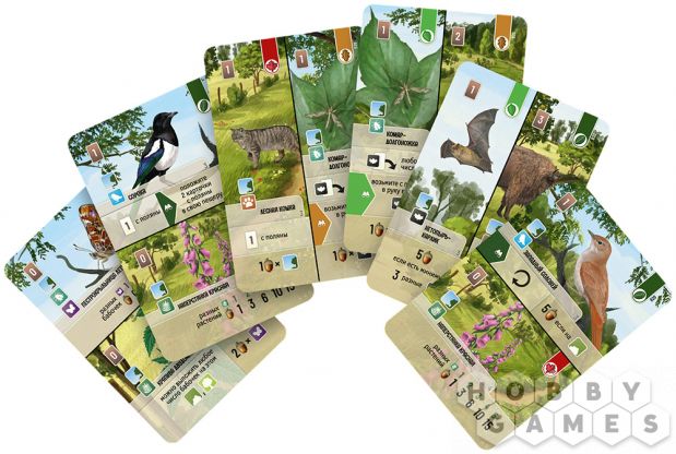 Смешанный лес: На опушке фото 4