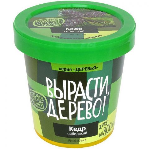Вырасти дерево: Кедр сибирский