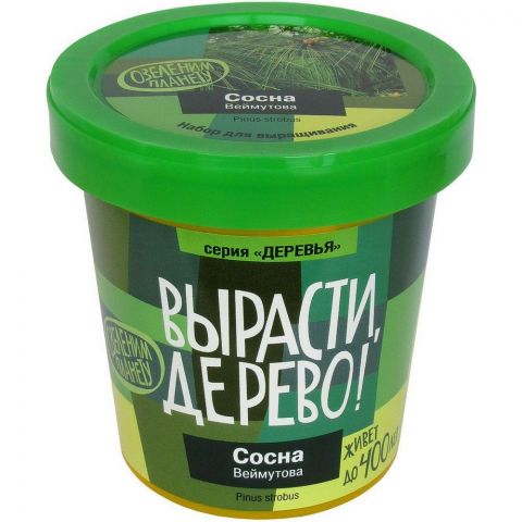 Вырасти дерево: Сосна Веймутова