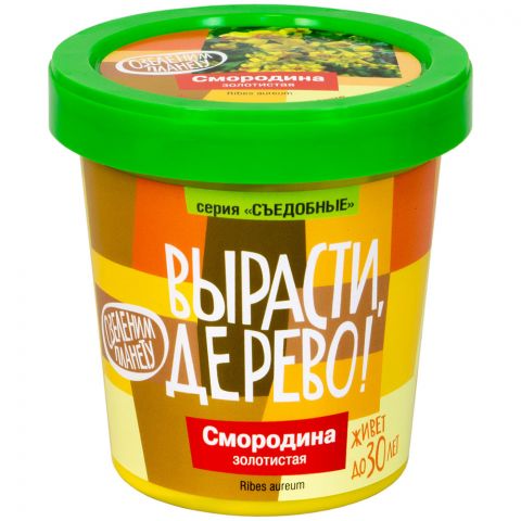 Вырасти дерево: Смородина золотистая