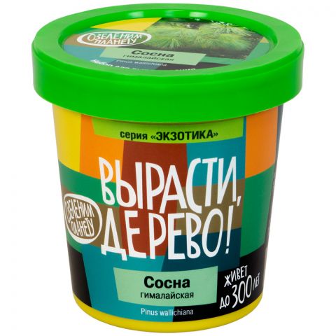 Вырасти дерево: Сосна гималайская
