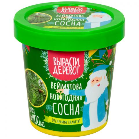Вырасти дерево: Веймутова новогодняя сосна